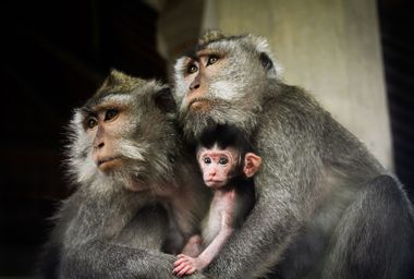 Long-Tailed Macaques family; think of the children