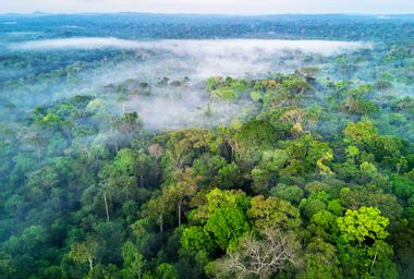 Amazon rainforest; Brazil