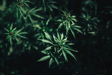 Cannabis plant