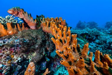Petrosia sea sponge