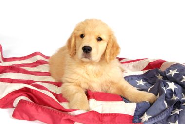 Golden retriever puppy laying on an American flag