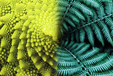 Romanesco broccoli; fern leaves