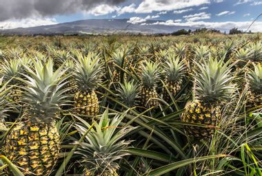 Pineapple Plantation in Maui, Hawaii