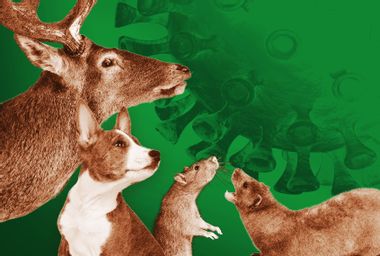 deer; dog; rat; mink; COVID-19