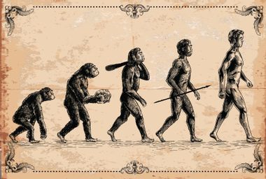 Human Evolution Illustration