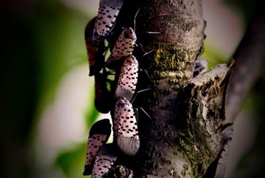 Spotted Lanternfly