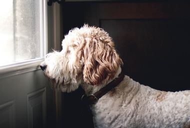 Dog waiting in front of a closed door