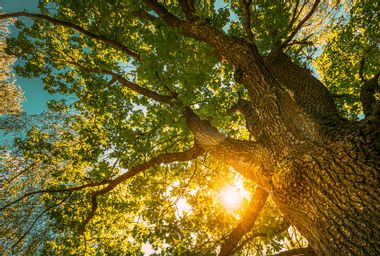 Sun Shining Through Oak Tree Branches