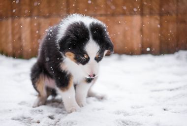 Lonely Australian shepherd puppy freezing on the street while snowing