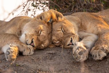 Two lions asleep