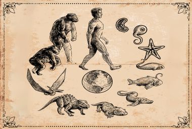 Evolution of Life on Earth illustration
