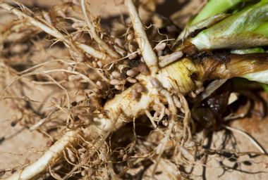 Nodules of nitrogen-fixing Rhizobia bacteria on the roots of forage legumes