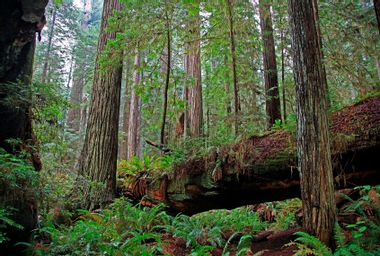 Dense coastal redwood Sequoia sempervirens forest in Redwood National Park California