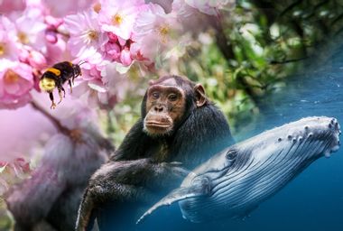 A bumblebee, chimpanzee and humpback whale