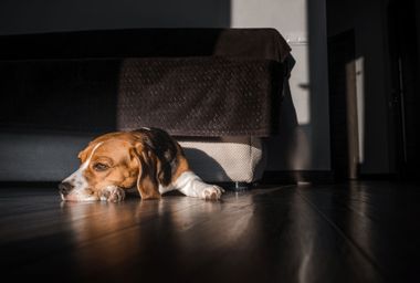 Beagle Lies On The Floor In The House
