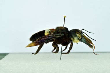 Megachile pluto; Wallace's Giant Bee