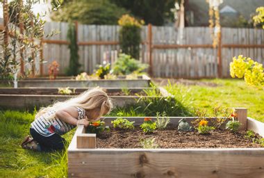 A little girl looking plants growing in raised beds in a backyard