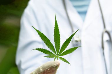Marijuana leaves in the hands of a medical team