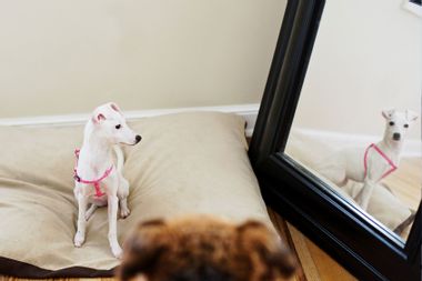 White Italian Greyhound puppy posing in front of a large mirror