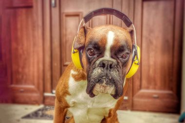Dog Wearing Headphones