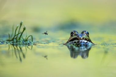 A common frog with its head out of the water