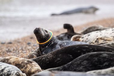 A grey seal with a plastic frisbee stuck around its neck