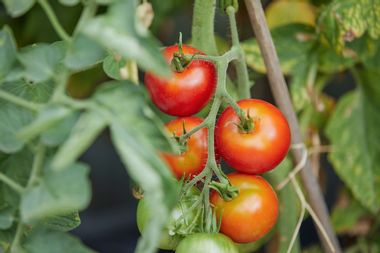tomato; tomato plant; tomato vine