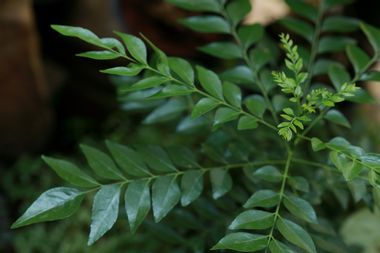 curry leaf plant; herb