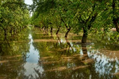 Ripening almonds in an orchard in the Central Valley of California get flooded by irrigation water
