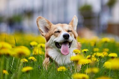 Happy Welsh Corgi Pembroke dog sitting in yellow dandelions field