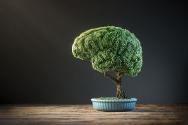 Brain Shaped Bonsai Tree