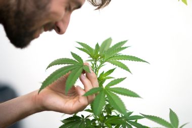 Close up of a man smelling marijuana plant