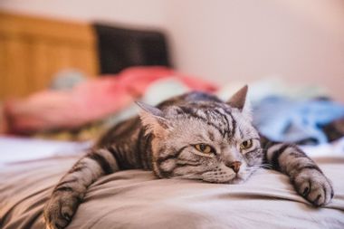 Shorthair cat lying on front in bed looking bored