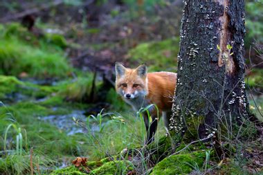 Red Fox behind Tree