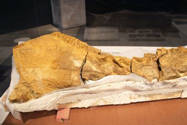 A segment of Dakota fossil, mummified Edmontosaurus annectens