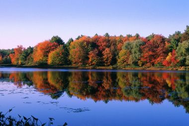 Autumn Trees at Walden Pond