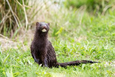 A curious mink, it's head slightly lifted as it sniffs the air