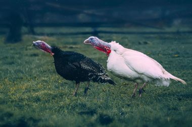 White and Black Turkeys Walk on a Green grass the Farmyard