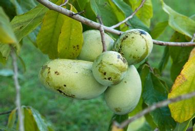 Image for Pawpaws, America’s latest fruit craze, are being threatened by climate change