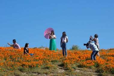 California's Desert Wildflower Super Bloom