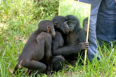 Bonobo babies play with a mirror