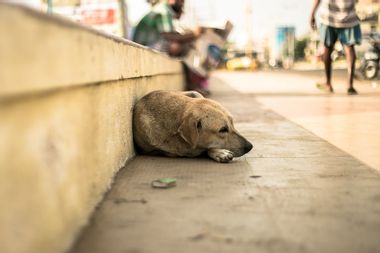 Stray Dog Lying On Sidewalk