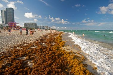 Sargassum seaweed on Miami