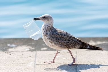 Seagull carrying a plastic cup