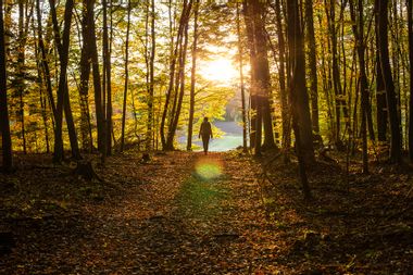 Woman walking through the forest at sunset