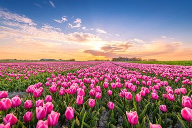 Field of pink tulips at sunset