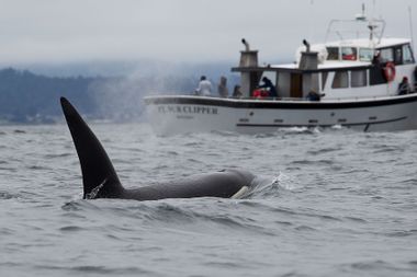 Killer Whale near a boat