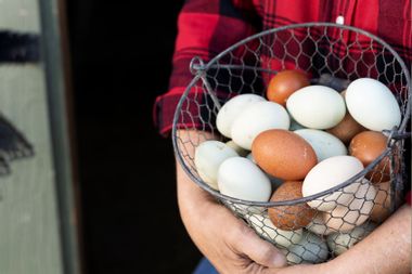 Lisa Steele holding a basket of multi-colored eggs 
