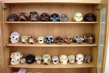 Cabinet of replica human fosil skulls. From a college dept of Anthropology.