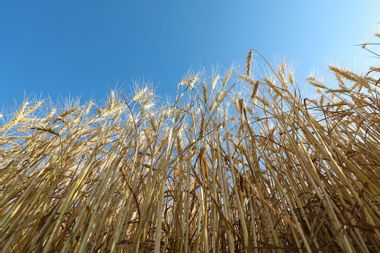 Close-up of wheats in a field during harvest